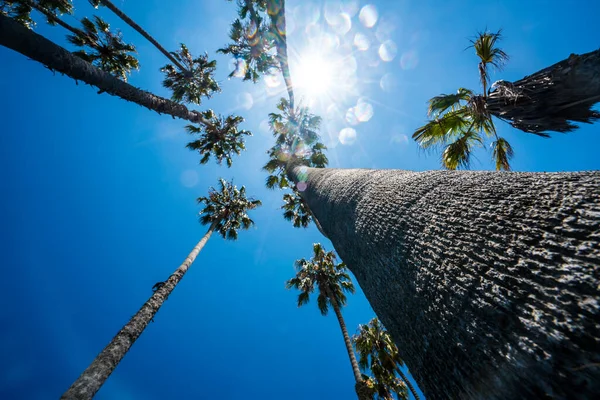 Looking straight up at Palm Trees along the Southern Texas Gulf Coast in Corpus Christi , Texas , USA on a perfect sunny blue sky day