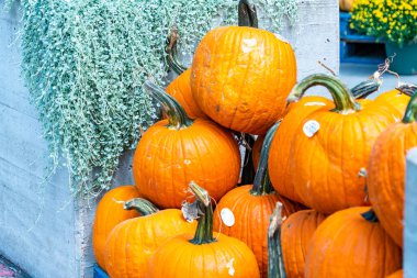 Satılık balkabakları, yakın plan