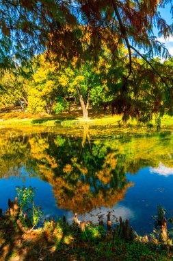 Nehir boyunca Parlak Renkli Sonbahar Yaprağı