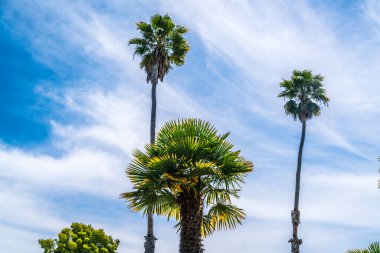 Gökyüzünün arka planında palmiye ağaçları 