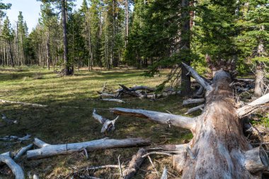 Kuzey Kaliforniya Sierra Nevada Dağları Ulusal Orman Bölgesi.