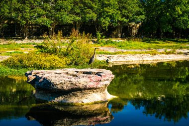 Nehir boyunca Parlak Renkli Sonbahar Yaprağı