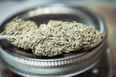 Kristal çiçekler Marihuana Kenevir Borsası yeni ot müşterileri ile patlama yaşıyor ve büyük Mükemmel Kenevir Çiçeği THC CBD sağlık hizmeti ile Amerika genelinde esrar dükkanları genişliyor