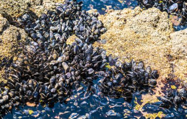 Dağlarda deniz taşları ve bitkiler