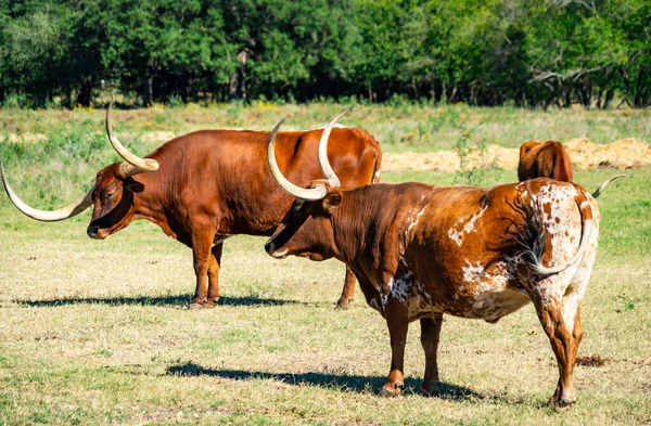 Texas Longhorns Huge Horns on  Cattle on the Texas Farm Ranch in Austin , Texas , USA sunny day