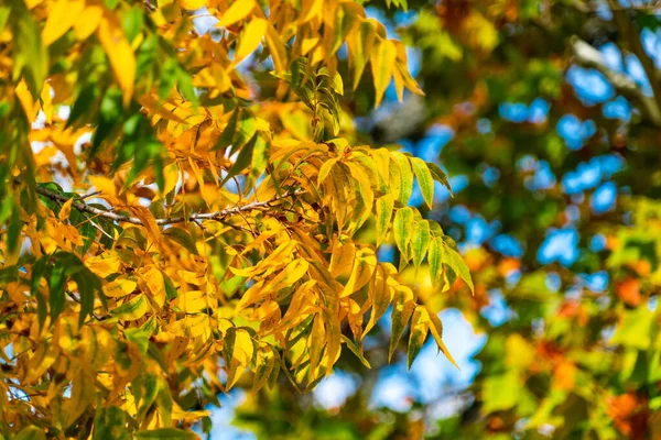 Ramas Árboles Contra Parque Otoño —  Fotos de Stock