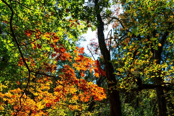 Гілки Дерева Тлі Блакитного Неба Восени — стокове фото