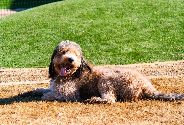 Labradoodle köpek parkında çamura bulanmıştı.