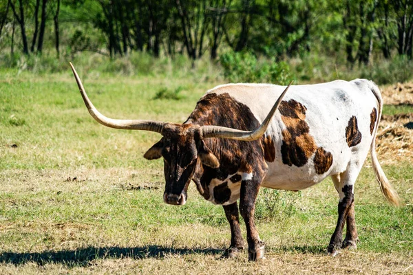Texas Longhorns Huge Horns on  Cattle on the Texas Farm Ranch in Austin , Texas , USA sunny day