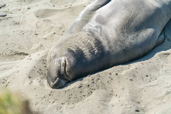 Elephant Seal Sur Une Plage Vide Profitant Soleil Protection — Photo