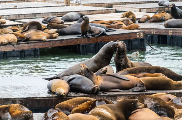 Büyük Erkek Deniz Aslanları San Francisco California Usa Körfezi Turistik — Stok fotoğraf