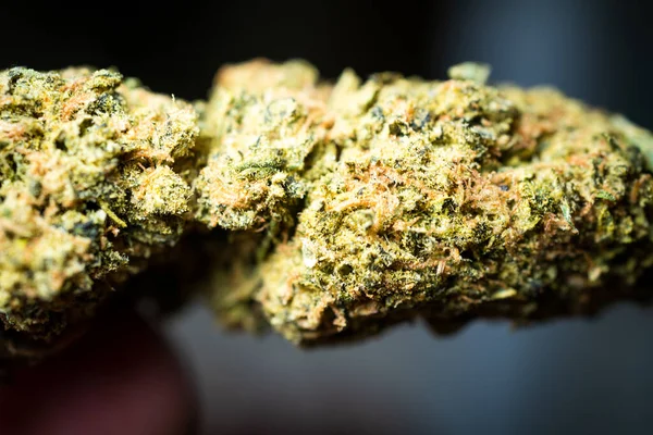 Krystalicznie Kwiaty Marihuana Cannabis Giełda Kwitnie Nowymi Klientami Chwastów Rozszerza — Zdjęcie stockowe