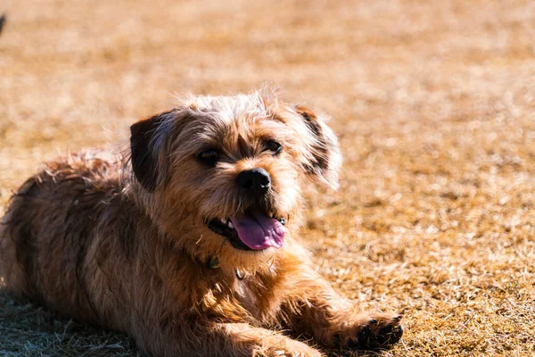 Roztomilý Pes Visí Bahně Dog Park — Stock fotografie