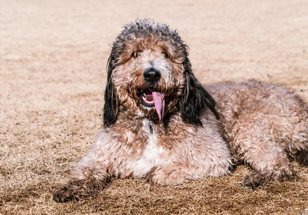 Labradoodle Pasando Rato Cubierto Barro Dog Park —  Fotos de Stock