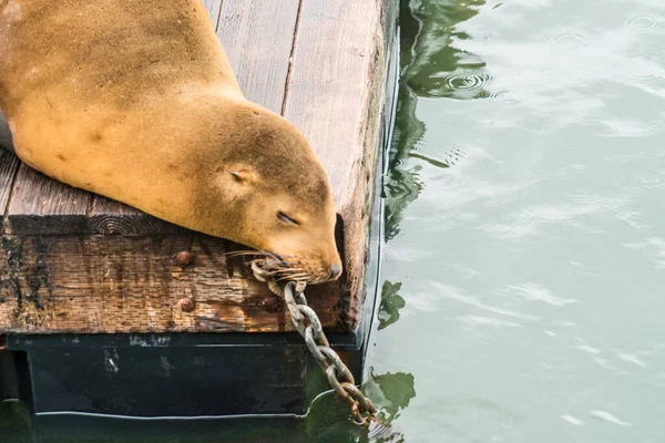 Closeup Shot Young Male Seal — Stok fotoğraf