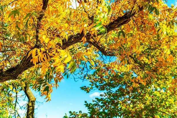 与秋天公园相对应的树枝 — 图库照片