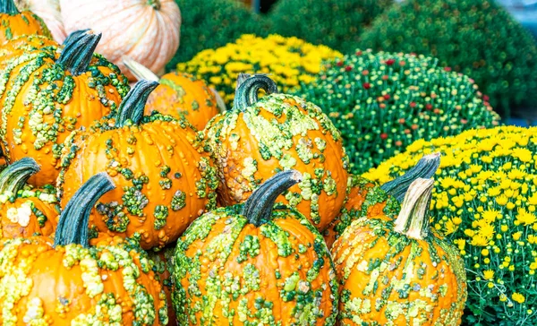 Satılık balkabakları, yakın plan