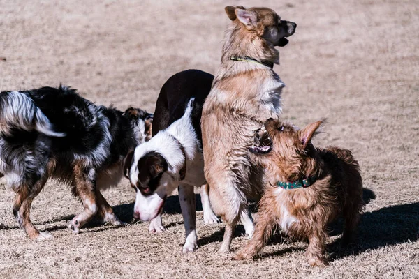 Dogs Hanging Out Dog Park — Stock Photo, Image