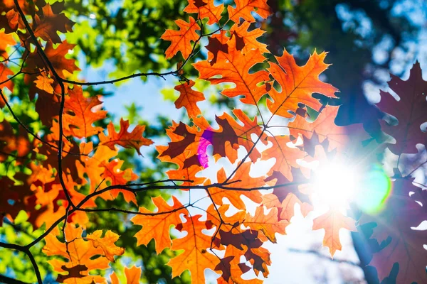 Äste Vor Blauem Himmel Herbst — Stockfoto