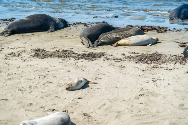 Elephant Seals Entassant Sur Une Plage Vide Profitant Soleil Protection — Photo