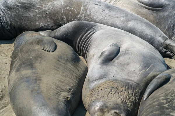 大象海豹在一个空旷的海滩上相互挤来挤去 享受着阳光和环境保护法的保护 — 图库照片