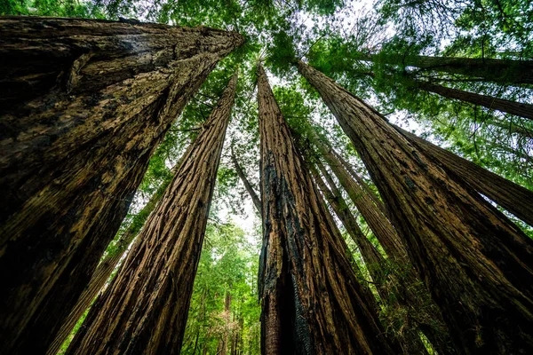 Ormandaki yeşil orman 