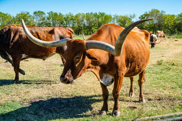 텍사스 오스틴의 텍사스 목장에 텍사스 혼들의 — 스톡 사진