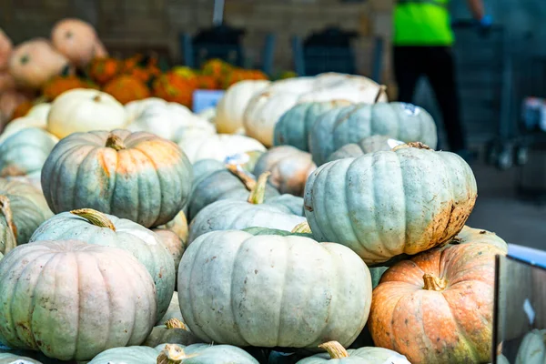 Satılık balkabakları, yakın plan