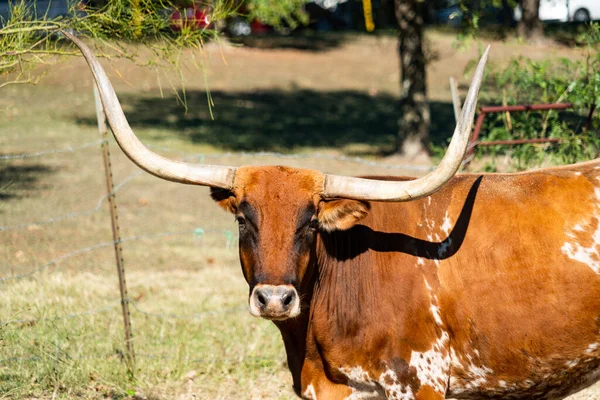 Texas Longhorns Huge Horns on  Cattle on the Texas Farm Ranch in Austin , Texas , USA sunny day