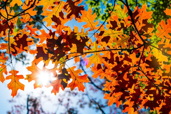 Branches Arbres Contre Ciel Bleu Automne — Photo