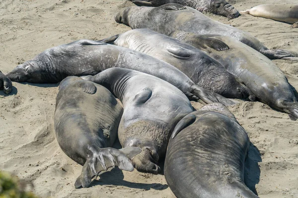 Elephant Seals Entassant Sur Une Plage Vide Profitant Soleil Protection — Photo