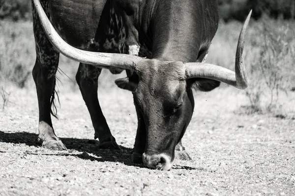 Texas Longhorns Huge Horns on  Cattle on the Texas Farm Ranch in Austin , Texas , USA sunny day