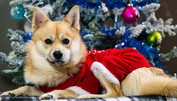 Roztomilý Vánoční Pomsky Pes Oblečený Jako Santa Před Vánoční Strom — Stock fotografie