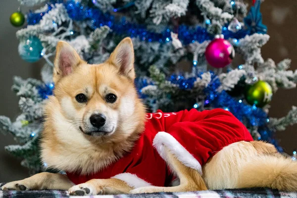 Roztomilý Vánoční Pomsky Pes Oblečený Jako Santa Před Vánoční Strom — Stock fotografie