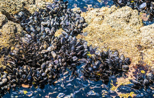 Dağlarda deniz taşları ve bitkiler