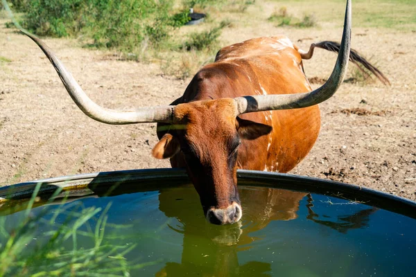 Texas Longhorns Huge Horns on  Cattle on the Texas Farm Ranch in Austin , Texas , USA sunny day