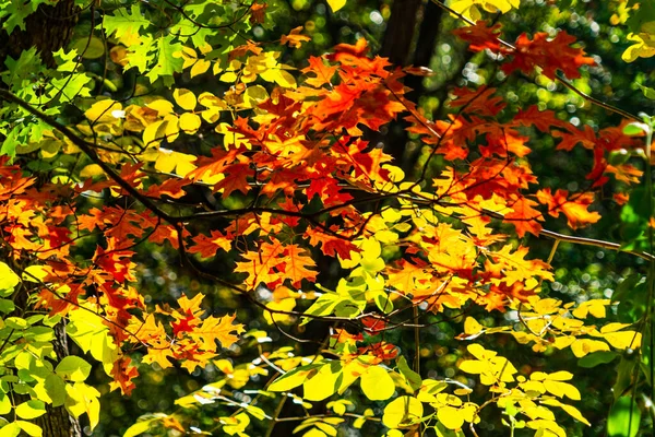 Κλαδιά Δέντρων Ενάντια Στον Γαλάζιο Ουρανό Φθινόπωρο — Φωτογραφία Αρχείου