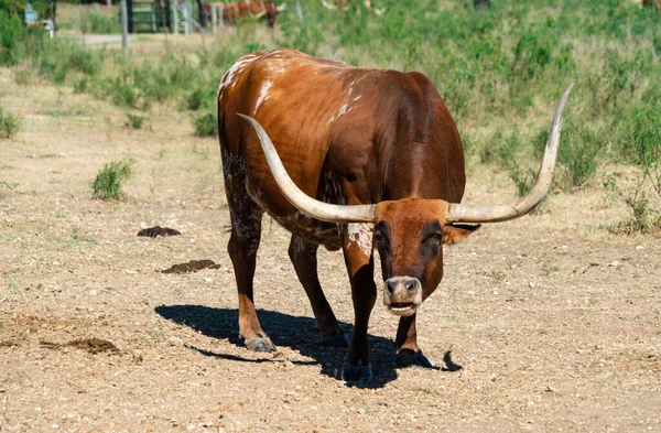 Texas Longhorns Huge Horns on  Cattle on the Texas Farm Ranch in Austin , Texas , USA sunny day