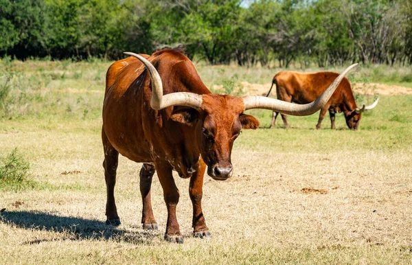 Texas Longhorns Huge Horns on  Cattle on the Texas Farm Ranch in Austin , Texas , USA sunny day