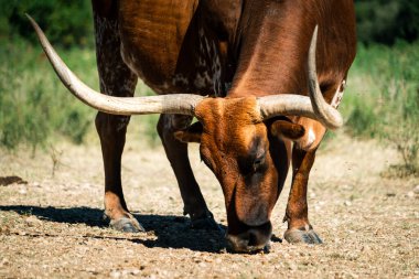 Teksas Uzunboynuzları Teksas Çiftliği 'nde sığırların üzerinde büyük boynuzlar Austin, Teksas, ABD güneşli bir günde