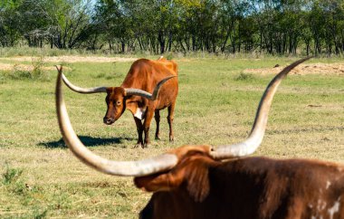 Teksas Uzunboynuzları Teksas Çiftliği 'nde sığırların üzerinde büyük boynuzlar Austin, Teksas, ABD güneşli bir günde