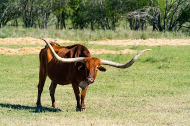 Teksas Uzunboynuzları Teksas Çiftliği 'nde sığırların üzerinde büyük boynuzlar Austin, Teksas, ABD güneşli bir günde