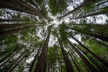 Kuzey Kaliforniya Sierra Nevada Dağları Ulusal Orman Bölgesi.