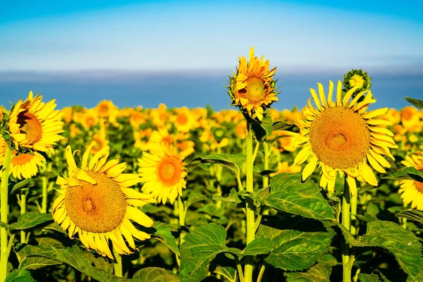 Scenic Shot Beautiful Sunflowers Field — 스톡 사진