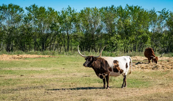 Texas Longhorns Huge Horns on  Cattle on the Texas Farm Ranch in Austin , Texas , USA sunny day