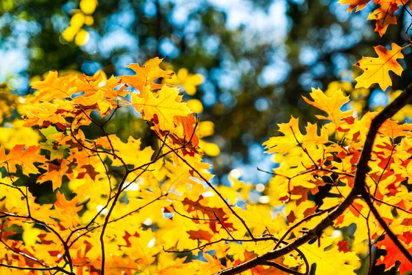 Branches Arbres Contre Ciel Bleu Automne — Photo