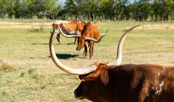 Texas Longhorns Huge Horns on  Cattle on the Texas Farm Ranch in Austin , Texas , USA sunny day