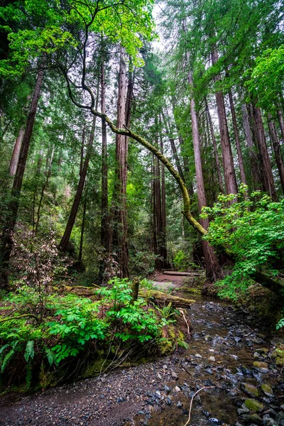 Северная Калифорния Сьерра Невада Национальный Лес Area — стоковое фото