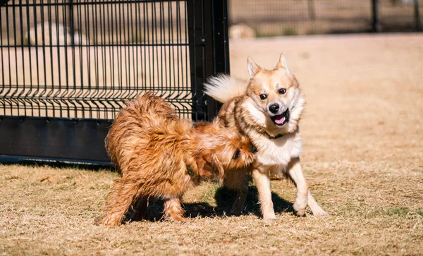 Perros Pasando Rato Parque Perros —  Fotos de Stock