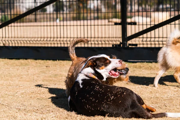 Perros Pasando Rato Parque Perros —  Fotos de Stock